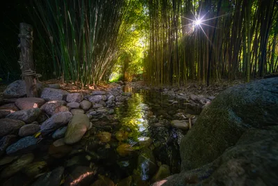 Bamboo Forest Stream with Sunburst and Stone Path - free wallpaper 4898×3265
