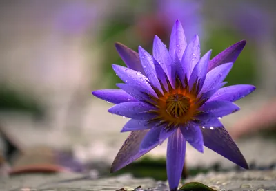 Purple Water Lily with Dew Drops - free wallpaper 4816×3322