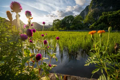 Vibrant Wildflowers in Flooded Rice Field Valley - free nature wallpaper 4909×3259