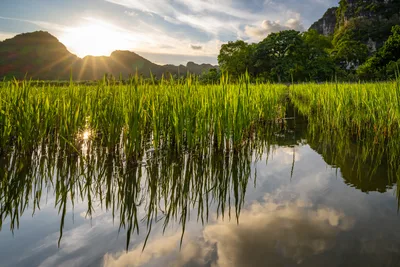 Rice Paddy Landscape with Mountains and Sunrise - free nature wallpaper 7348×4899