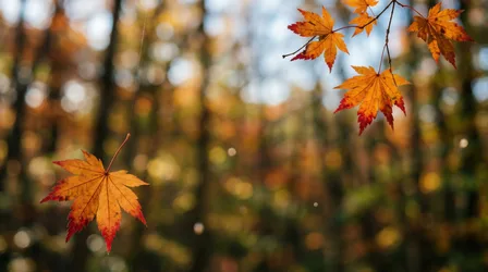 Autumn Maple Leaves Hanging From Branches - free wallpaper 4128×2304