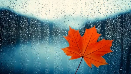 Red Maple Leaf Against Rainy Window With City View - free landscapes wallpaper 5000×2857