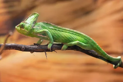Green Chameleon on Branch - free wallpaper 3500×2328