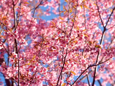 Spring Cherry Blossoms Under Clear Blue Sky - free wallpaper 3264×2448