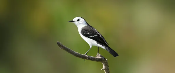 White-Headed Marsh Tyrant On Branch - free wallpaper 2560×1080