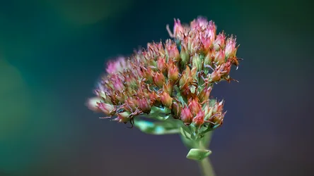 Delicate Pink Flowers in Macro Photography - free nature wallpaper 6046×3401