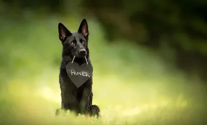 Hunter - Black Dog with Heart-Shaped Name Tag in Green Field - free animals wallpaper 7680×4643