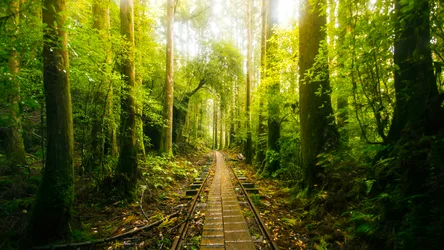 Forest Railway Path Through Yakushima Island - free nature wallpaper 5120×2880